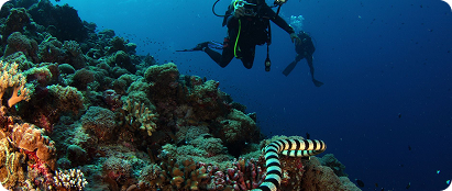 Snorkelling & Scuba Diving